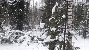 Ставлю ловушки, наткнулся на лося.