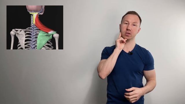 Массаж триггерных точек в верхней порции трапециевидной мышцы