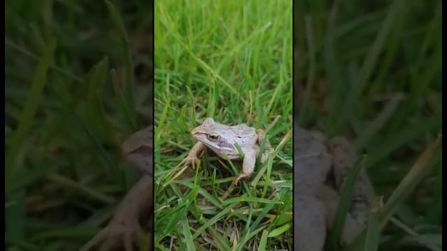 Встретил царевну лягушку. #природавруке смотреть онлайн