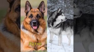 немецкая овчарка или маламут?