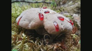 гора Воттоваара