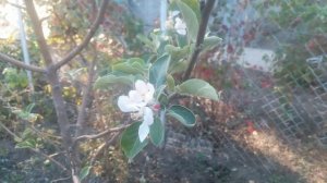 яблоня цветёт