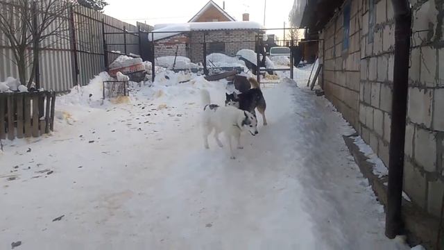 Свадьба Монами в 2018 году. смотреть онлайн