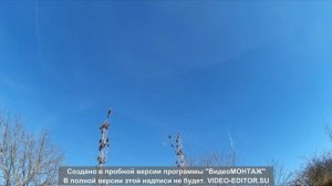 Ловля певчих птиц на ОС сеть(паутина)