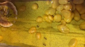 Как приучить муравьев к мусорке | Мусорка для муравьев из ракушки | Муравьиная ферма 5 муравьев