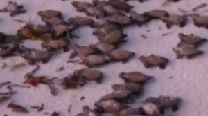 Черепашки пользут к морю