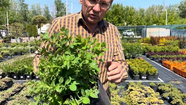 Пример правильной и неправильной обрезки кустарников! Садовый Центр "Зеленый Дом" смотреть онлайн