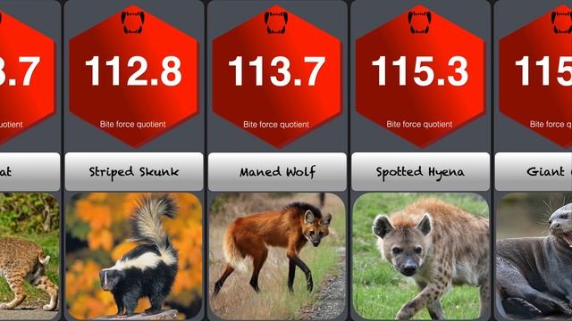 Strongest Animal Bite Force Comparison | Strongest Pound for Pound Bite смотреть онлайн
