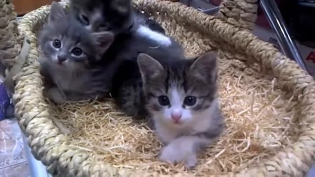 Отличные котята в хорошие руки