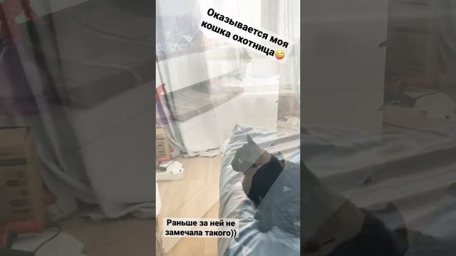 Смешная кошка | охотница смотреть онлайн