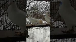 Бакинские бойные широкохвостые голуби.....