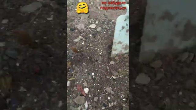Если обеспечить пиону правильный уход  - успех гарантирован !☝️ (пышное цветение)🧐🌺