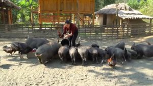 Welcome 5 1 month old Piglets - Harvesting Cauliflower to Sell at Market | Trieu Mai Huong