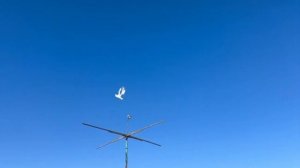 Питомник "Западный" Беленькие +7 909 667-53-00 Виктор