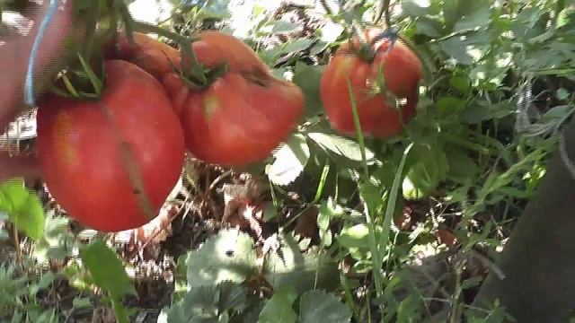 ЭКСПЕРИМЕНТ Выращиваем без "химии" Открытый грунт. Зреют коллекционные томаты при температуре +50 смотреть онлайн