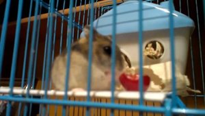 Hamster eating cherry / Хомяк ест черешню