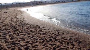 Barcelo tiran sharm. 14.04.21.Пляж.