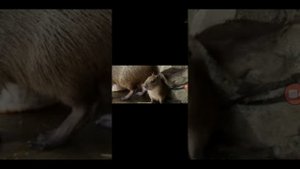 полная песня капибара на англиском