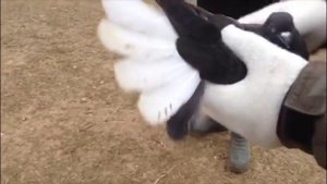 Голуби у Виктора-16(Питомник "Западный" Генические)