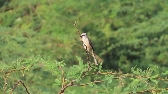 Brown shrike смотреть онлайн