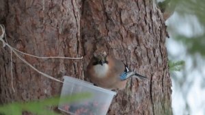 №4756  03 03 2024 Птицы Удмуртии  Сойка