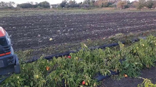 Мульчер, Кубота Т22. Уборка перца,. Конец сезона 2021 смотреть онлайн