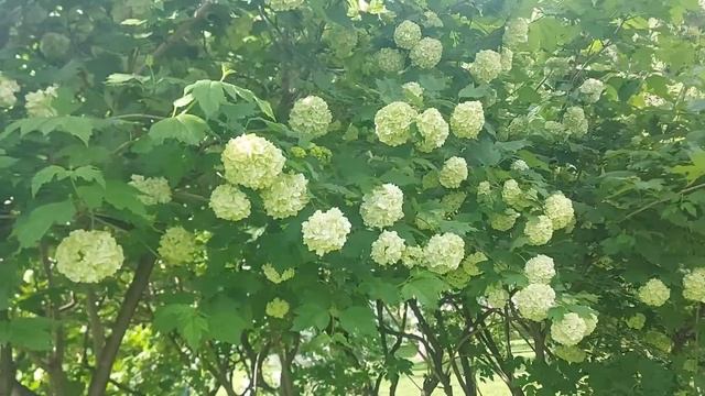 Александровский сад. Летняя прогулка (03.06.22)