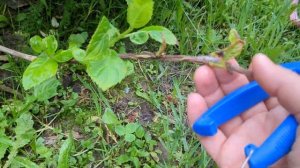 ОБРЕЗКА ГОРТЕНЗИИ КРУПНОЛИСТНОЙ не ремонтантной. ЧТО МОЖНО ОБРЕЗАТЬ? КАК ОБРЕЗАТЬ ЧТОБЫ ЦВЕЛА?