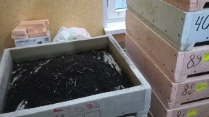 Товарник, который очень хочет стать маточником)))