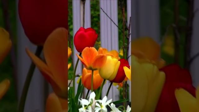 Весенние цветы. Дмитрий Шлапак