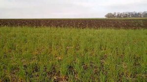 Запахиваем сидераты.