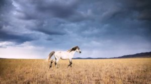 Азия. мОИ КЛИПЫ.