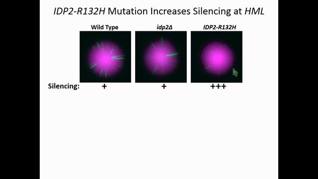 R Janke: An oncometabolite disrupts epigenetic processes and increases gene silencing in yeast.