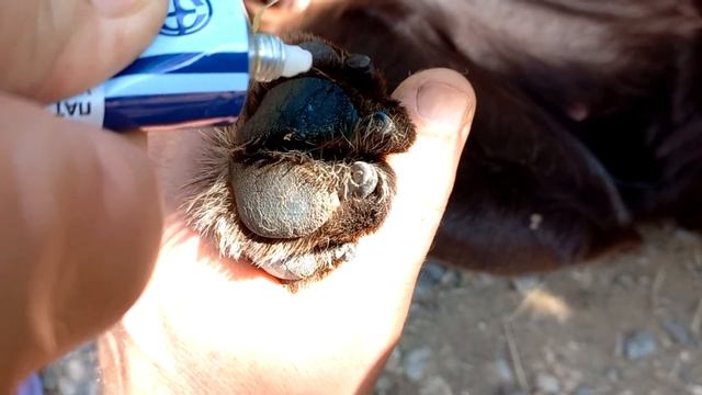 лечим Хэппи лапу смотреть онлайн