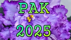 РАК таро прогноз на какждый месяц 2025 года.