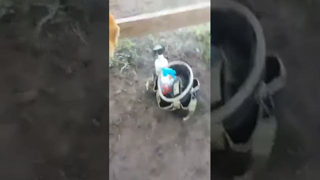 Creeping Indigo Symptoms смотреть онлайн