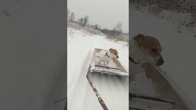 по зимнику, по полям. дорога на село))) бэтти в санях. зима. 2025,