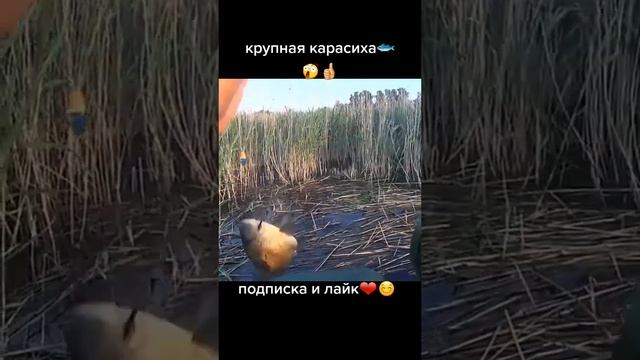 большой карась #охота #родина#вальдшнеп #animal #корась #bird #глухарь #рыбалка #funny #рябчик #лос