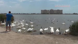 Крым Евпатория лебединое озеро 2021