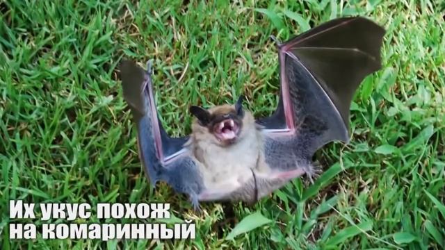 Это безобидные животные смотреть онлайн