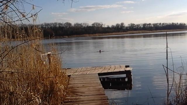 Плавание в ледяной воде, вода 6.5*c градс, в заплыве смотреть онлайн