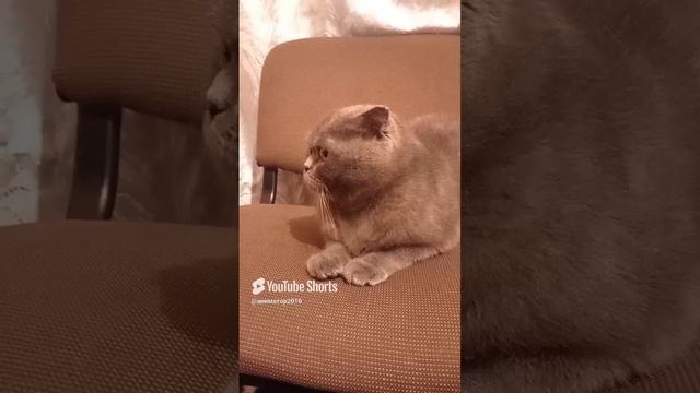из моего ютюб канала