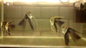 Скалярия биколор