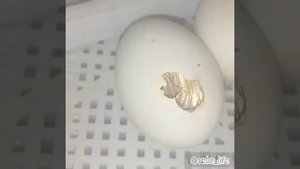 Вылупление МУСКУСНЫХ утят