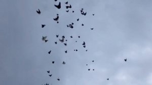 Питомник "Западный" Осенний марафон