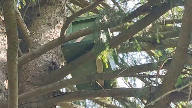 Роеловство 2023.Третий рой и проверка ловушек.