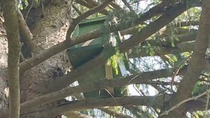 Роеловство 2023.Третий рой и проверка ловушек.