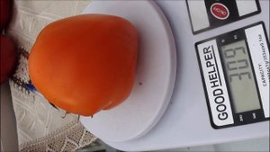 Томат Оранжевая ягода