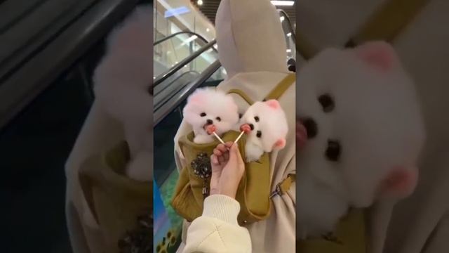 cute dog pet smile public viral video #timli_lover_mk смотреть онлайн