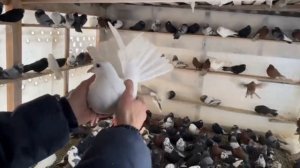 Питомник "Западный" Белые +7 909 667-53-00 Виктор